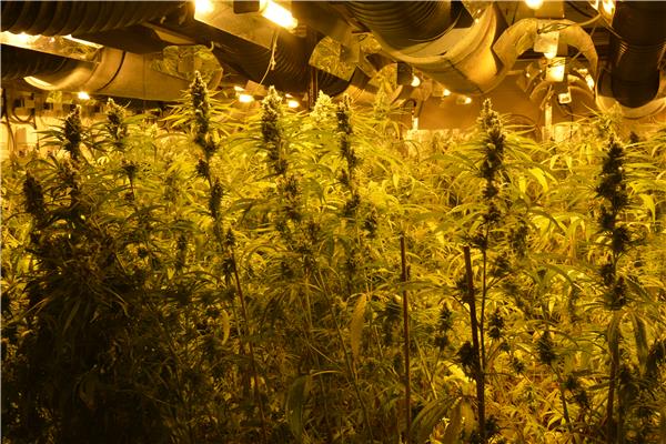Cannabisplantage - Drugsmeldpunt Vlaams-Brabant