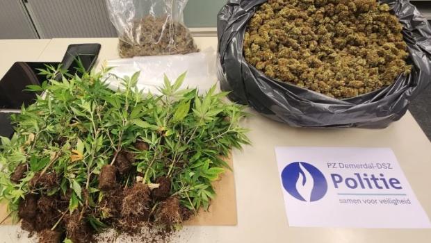 Diest – Cannabisplantage ontmanteld