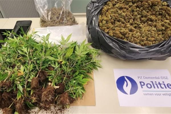 Diest – Cannabisplantage ontmanteld